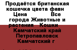 Продаётся британская кошечка цвета фавн › Цена ­ 10 000 - Все города Животные и растения » Кошки   . Камчатский край,Петропавловск-Камчатский г.